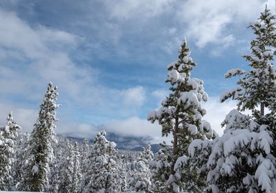 Low angle view of snow covered plants against sky