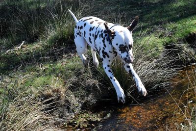 Dog on zebra crossing