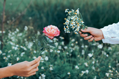 Close-up of hand holding flowers against blurred background