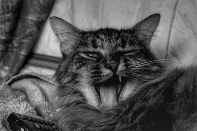 Close-up portrait of cat relaxing at home