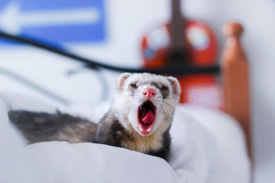 Close-up ferret yawning on bed