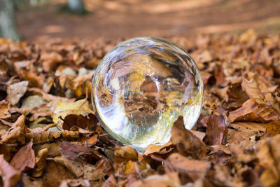 Close-up of bubbles