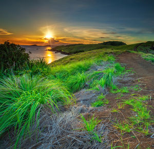 Scenic view of field against sky during sunset