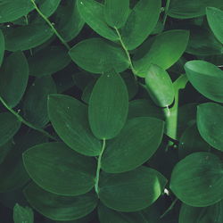 Full frame shot of green leaves