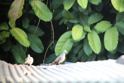 Close-up of bird perching on plant