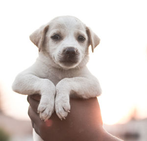 Close-up portrait of dog