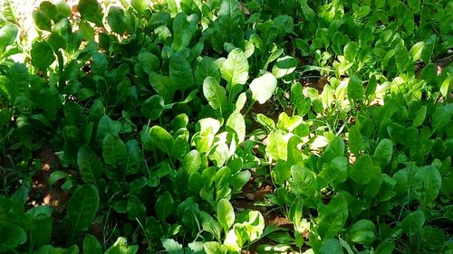 Close-up of fresh green plants