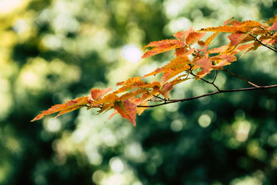 Close-up of orange maple leaves on plant
