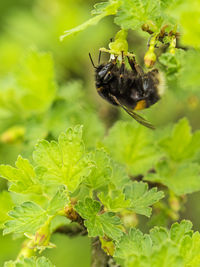 Close-up of bee pollinating flower