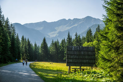 Wide asphalted road leading through the forest to mountains. natural mountain scenery.