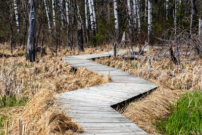 Boardwalk amidst trees in forest