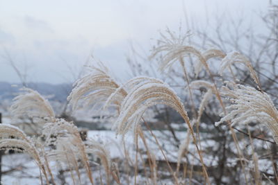 Close-up of frozen plants on land
