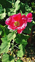 Close-up of pink hibiscus blooming outdoors