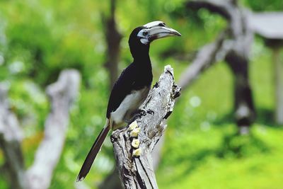 Close-up of a bird perching on a tree