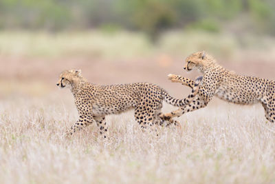 View of two cats on land