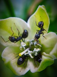 Close-up of insect on flower