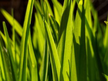 Full frame shot of green leaf