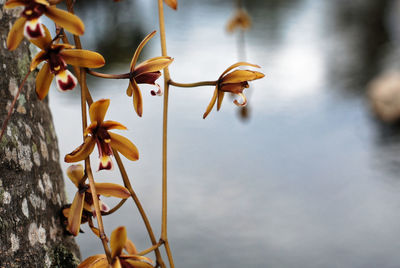 Close-up of yellow flowering plant against sky