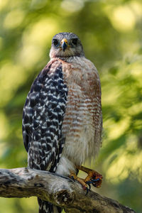 Close-up of owl perching on branch