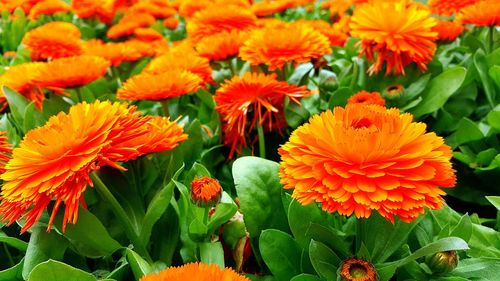 Close-up of orange flowering plants