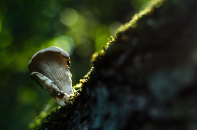 Close-up of lizard on moss