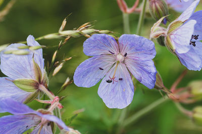 Close-up of purple flowering plant