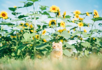 View of a cat on field