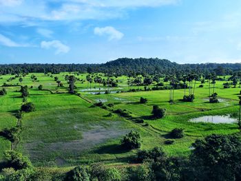 Scenic view of agricultural field against sky