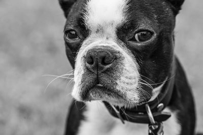 Close-up portrait of dog