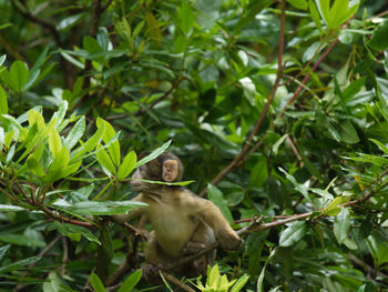 Monkey on tree