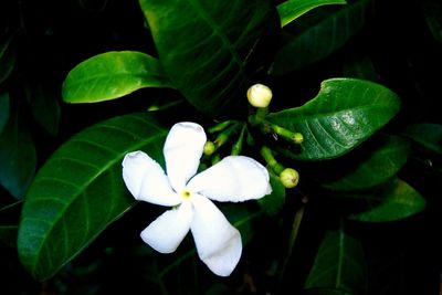 Close-up of white flowers