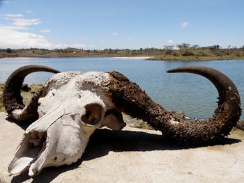 Skull of african buffalo by lake