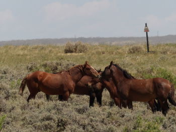 Horses in a field