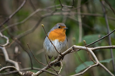 Close-up of bird perching on branch