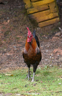 A beautiful male rooster