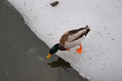 High angle view of duck swimming in lake