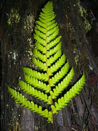 Close-up of tree trunk