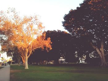 Trees in the forest