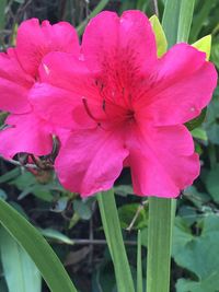 Close-up of pink flower blooming outdoors