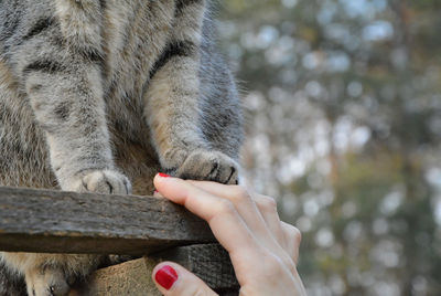 Paw in hand, love between cat and woman.