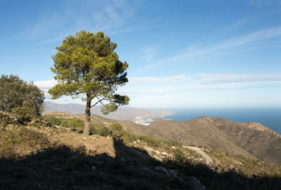 Tree on mountain against sky