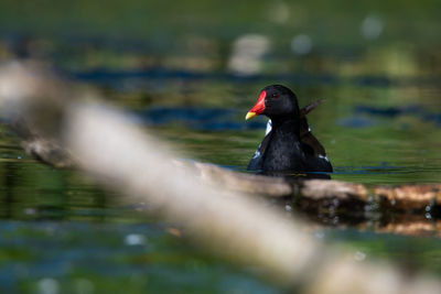 Close-up of duck swimming in lake