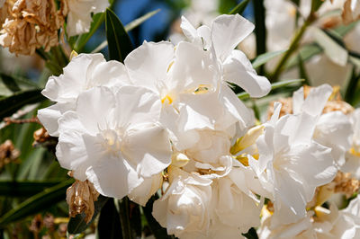 Close-up of white flowering plant