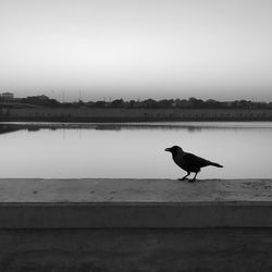 Bird perching on lake against sky