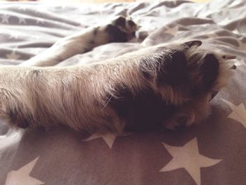 High angle view of dog relaxing on bed