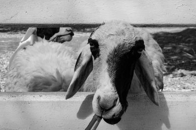 Close-up of two horses