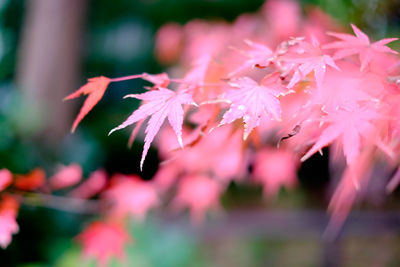 Close-up of pink flowers