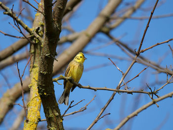 Low angle view of bird perching on branch