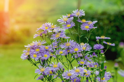 Close-up of purple flowering plant