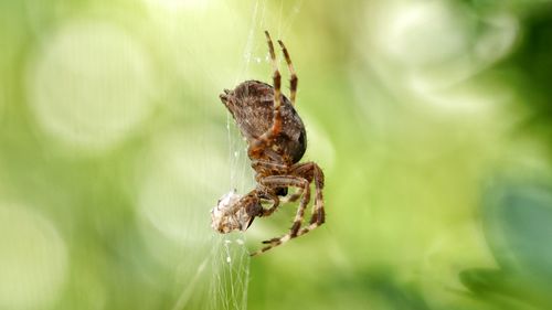 Close-up of spider on web